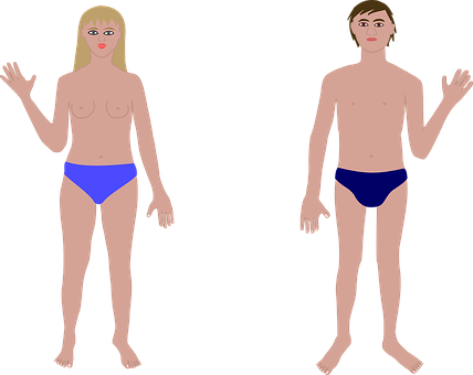 Human Anatomy Basic Maleand Female Figures PNG Image