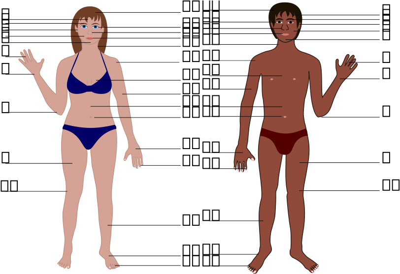 Human Anatomy Comparison Chart PNG Image