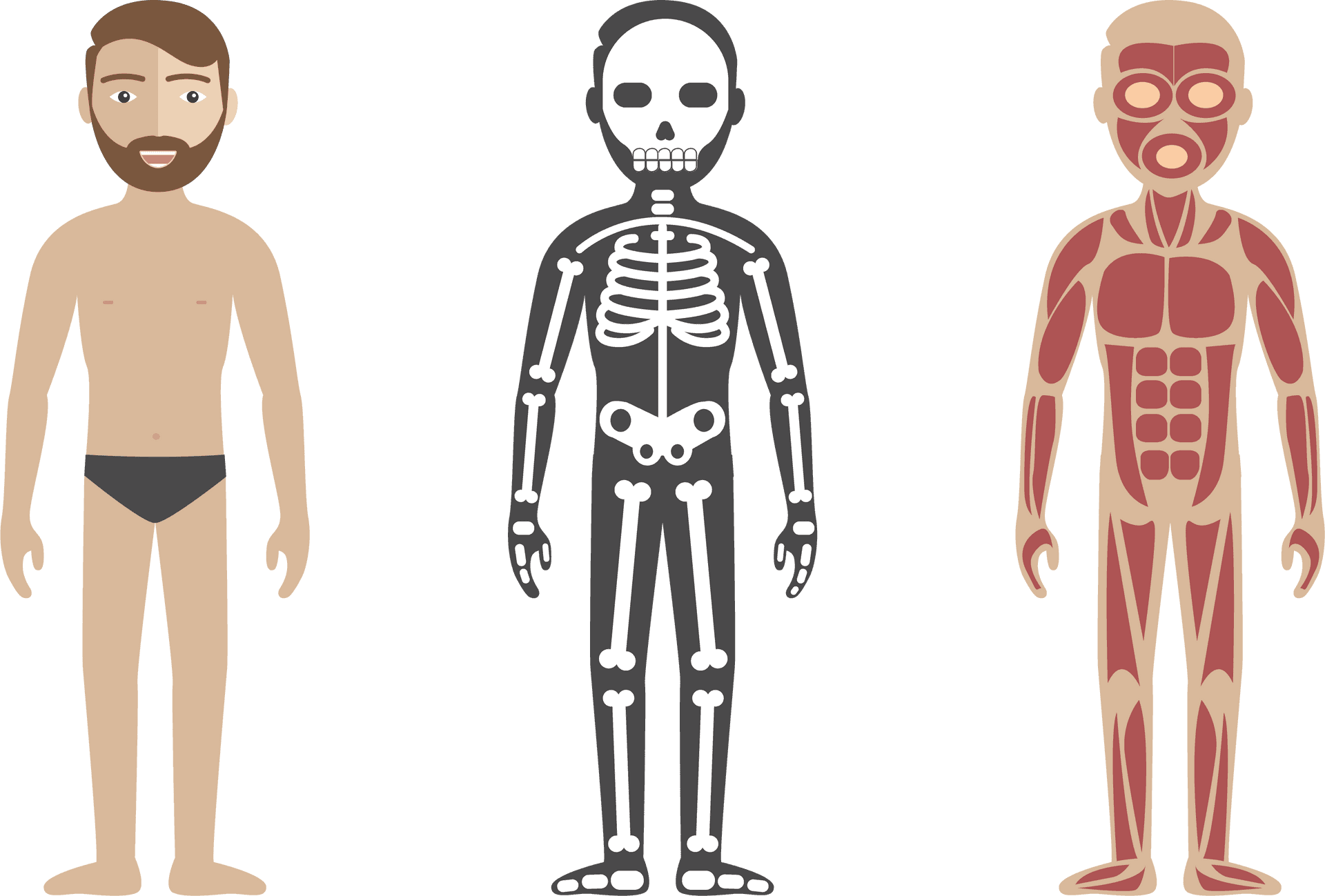 Human_ Anatomy_ Comparison PNG Image