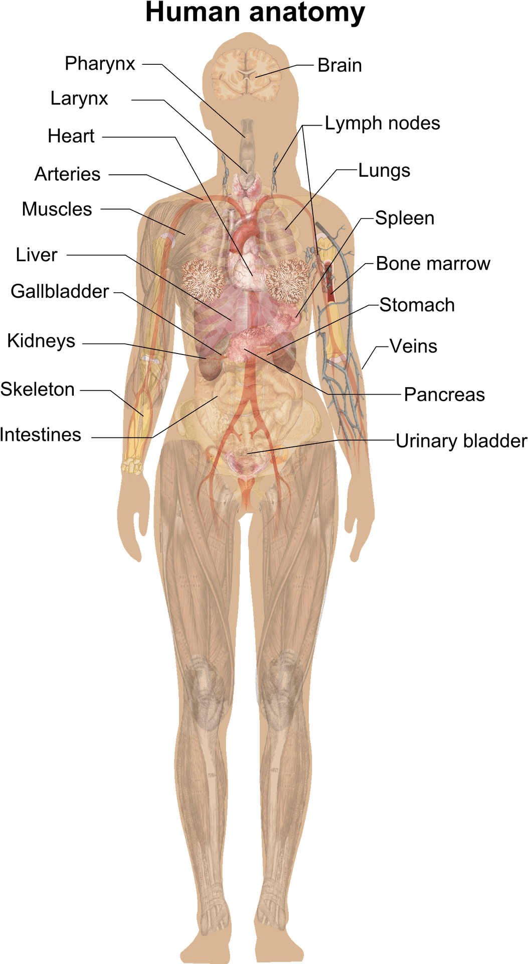 Human_ Anatomy_ Illustration PNG Image