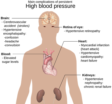 Human Anatomy Internal Organs Illustration PNG Image