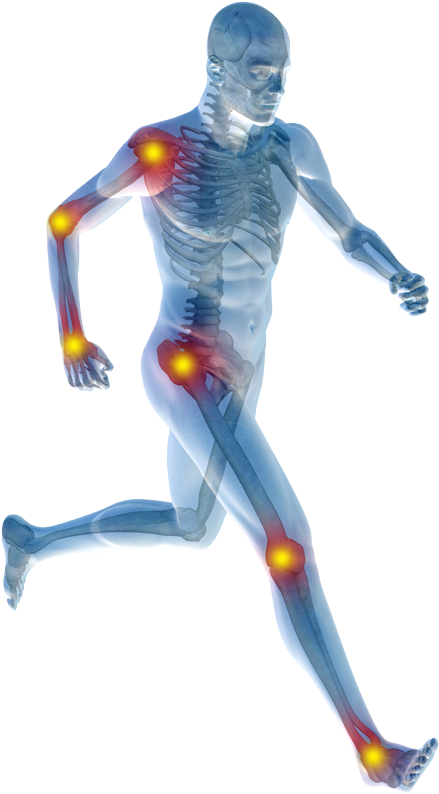 Human_ Anatomy_ Joints_ In_ Motion PNG Image