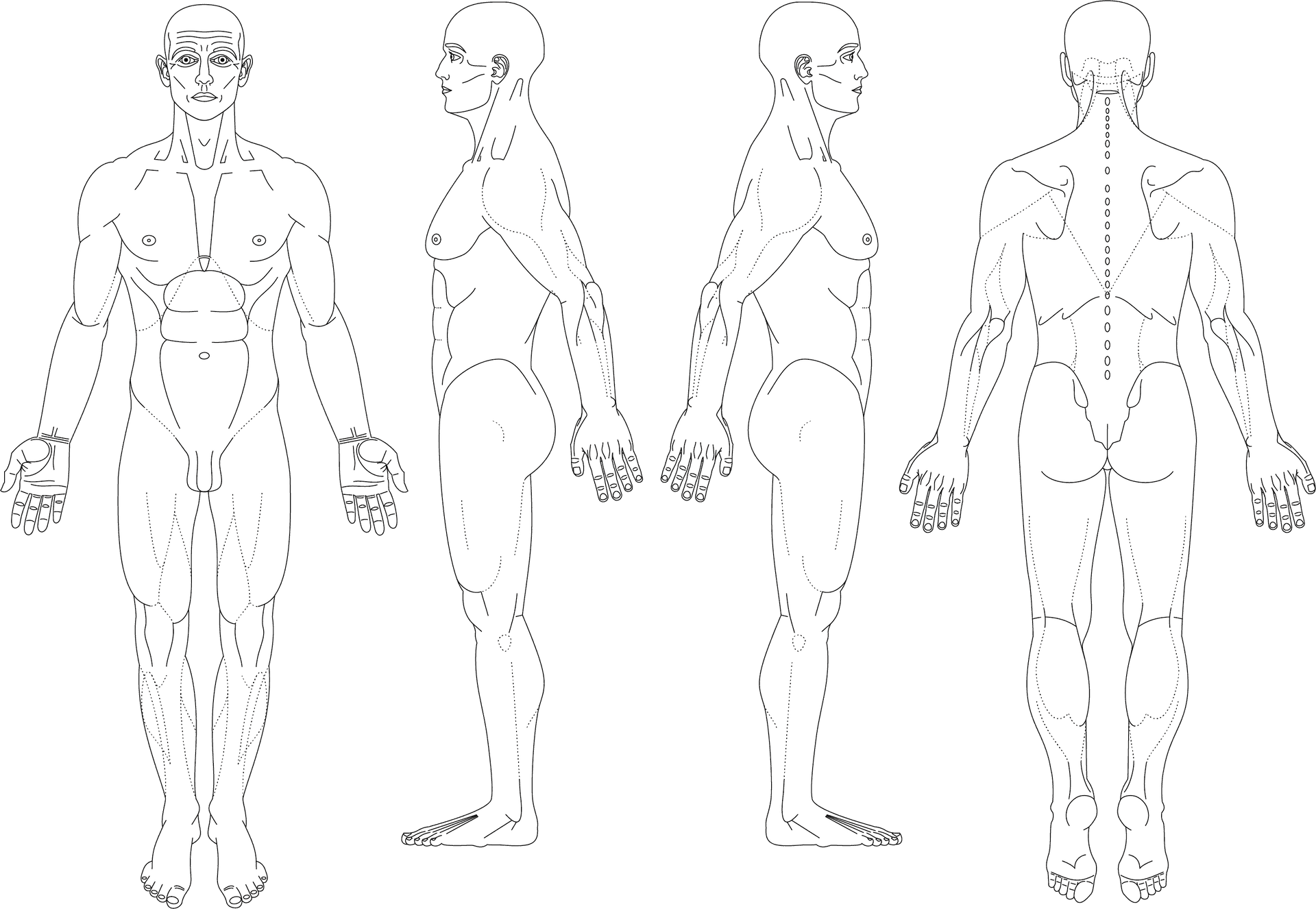 Human_ Anatomy_ Muscle_ Structure PNG Image