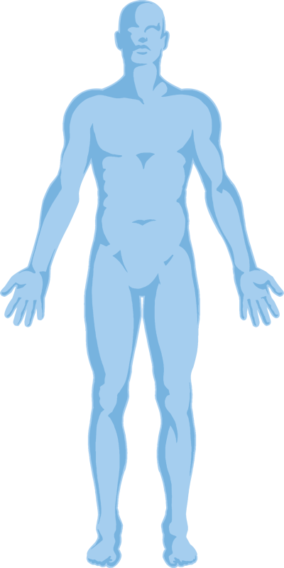 Human Anatomy Outline PNG Image