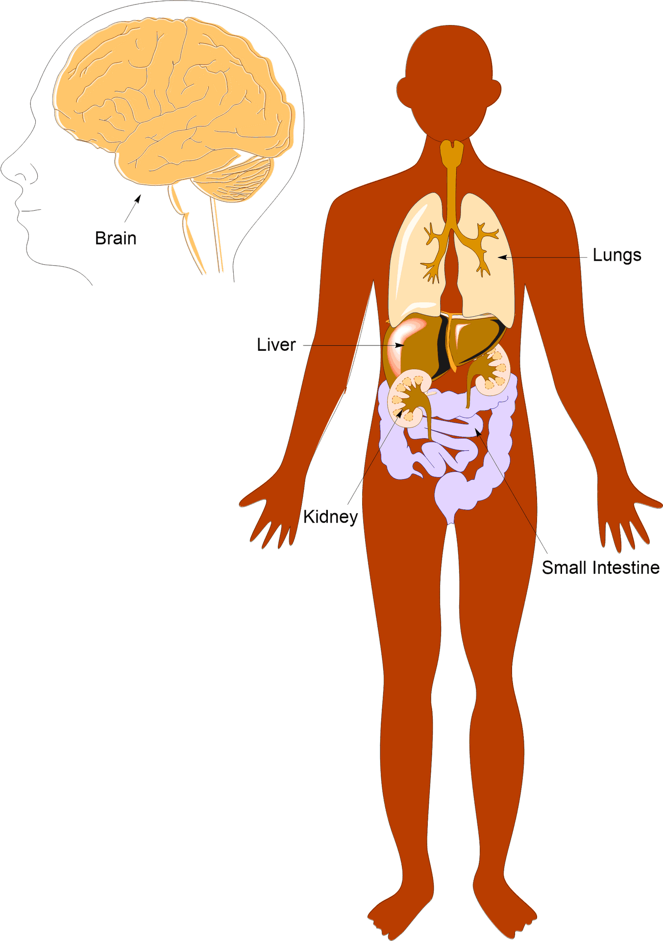 Human Anatomy Overview Illustration PNG Image