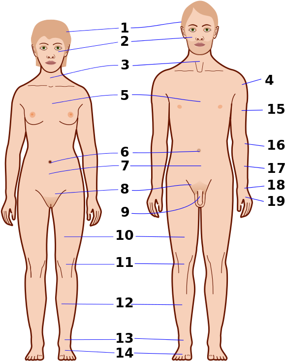 Human Anatomy Reference Points PNG Image