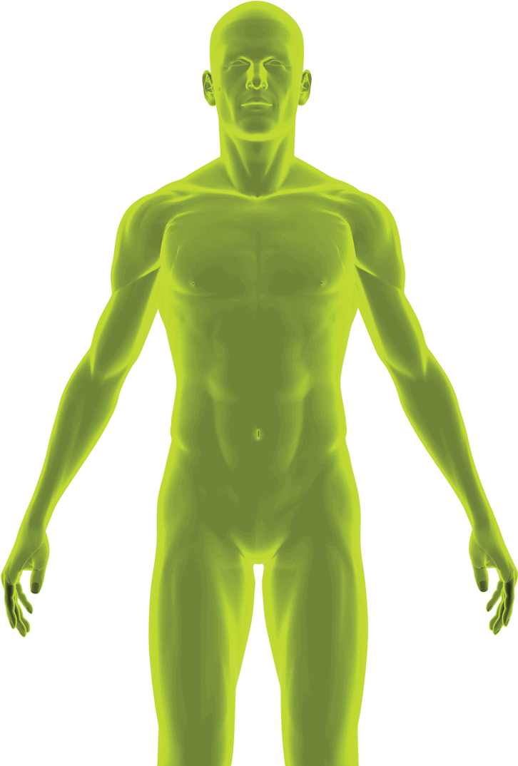 Human Anatomy Transparent Model PNG Image