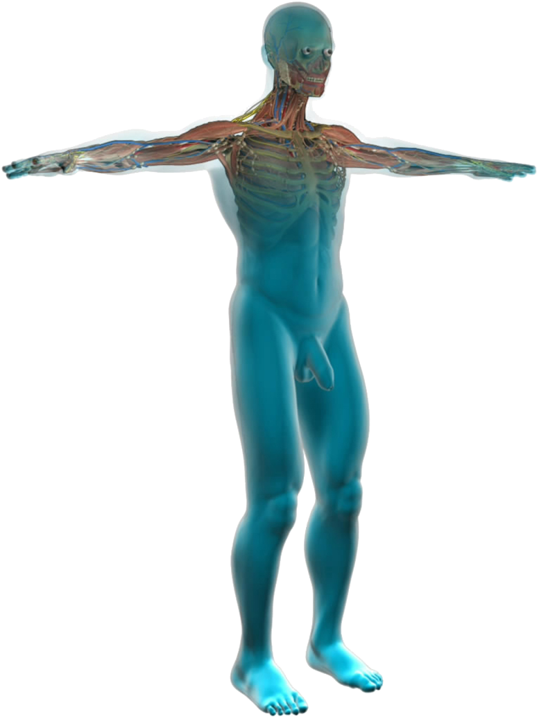 Human Anatomy Transparent Musclesand Organs PNG Image