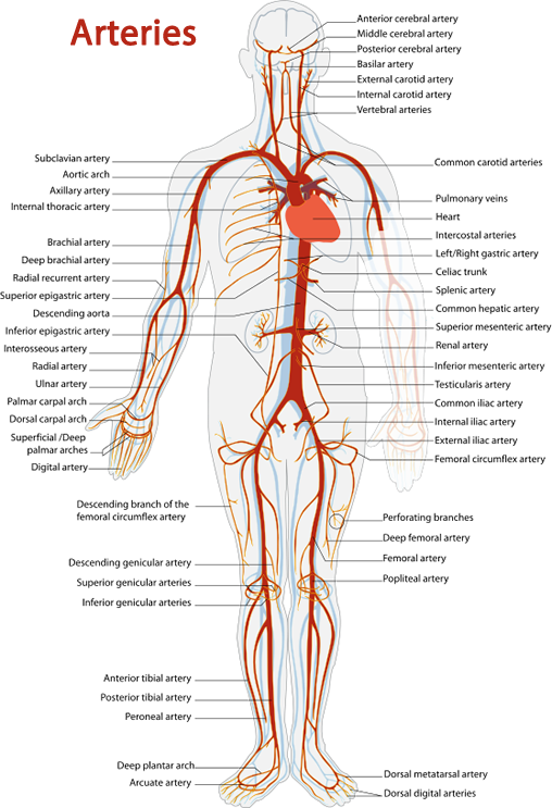 Human_ Arterial_ System_ Illustration PNG Image