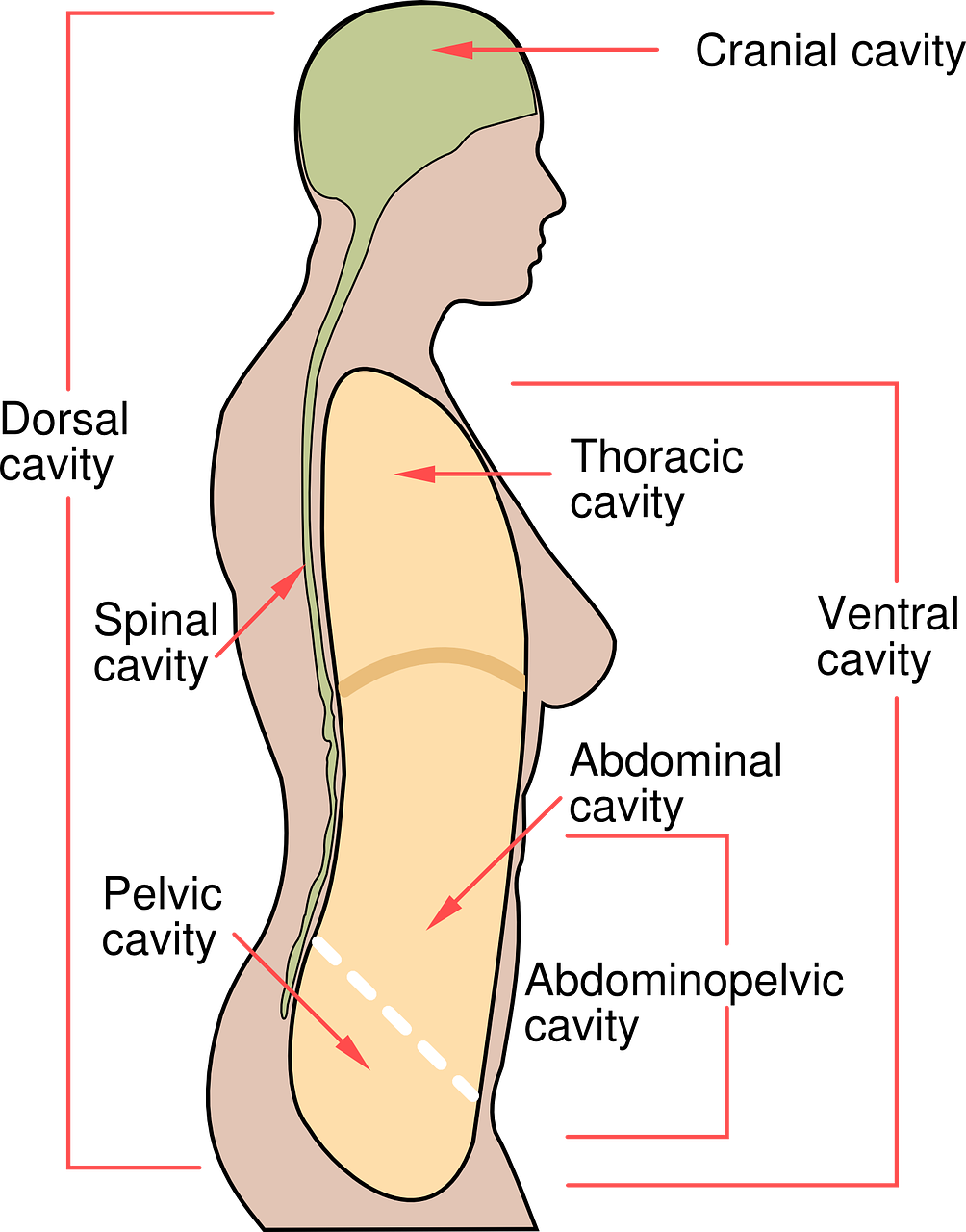 Human Body Cavities Diagram PNG Image