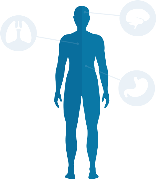 Human Body Organs Highlighted PNG Image