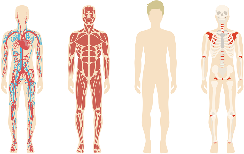 Human_ Body_ Systems_ Comparison PNG Image