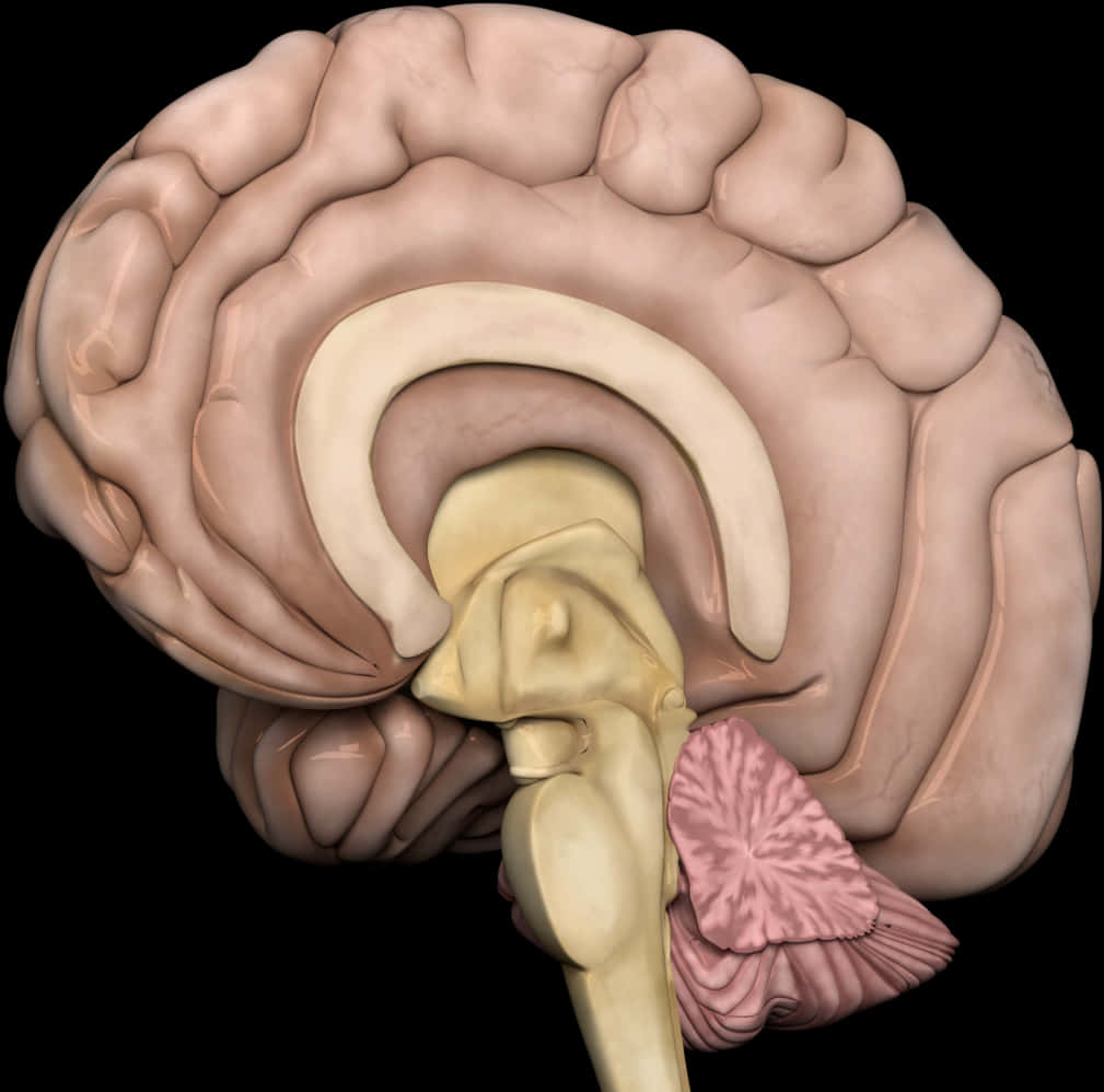 Human Brain Anatomy Illustration PNG Image