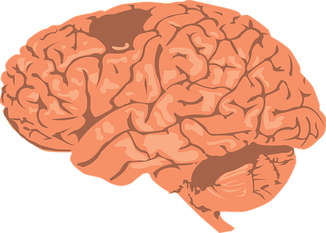 Human Brain Illustration PNG Image