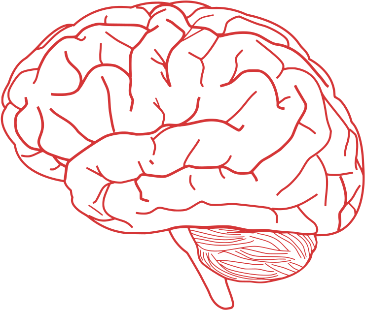 Human Brain Illustration PNG Image