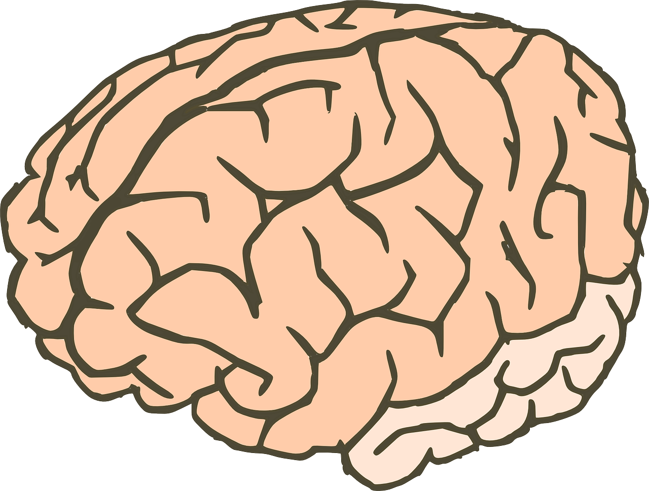 Human Brain Illustration PNG Image