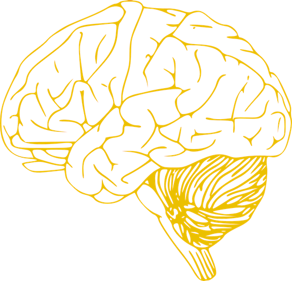 Human Brain Illustration PNG Image