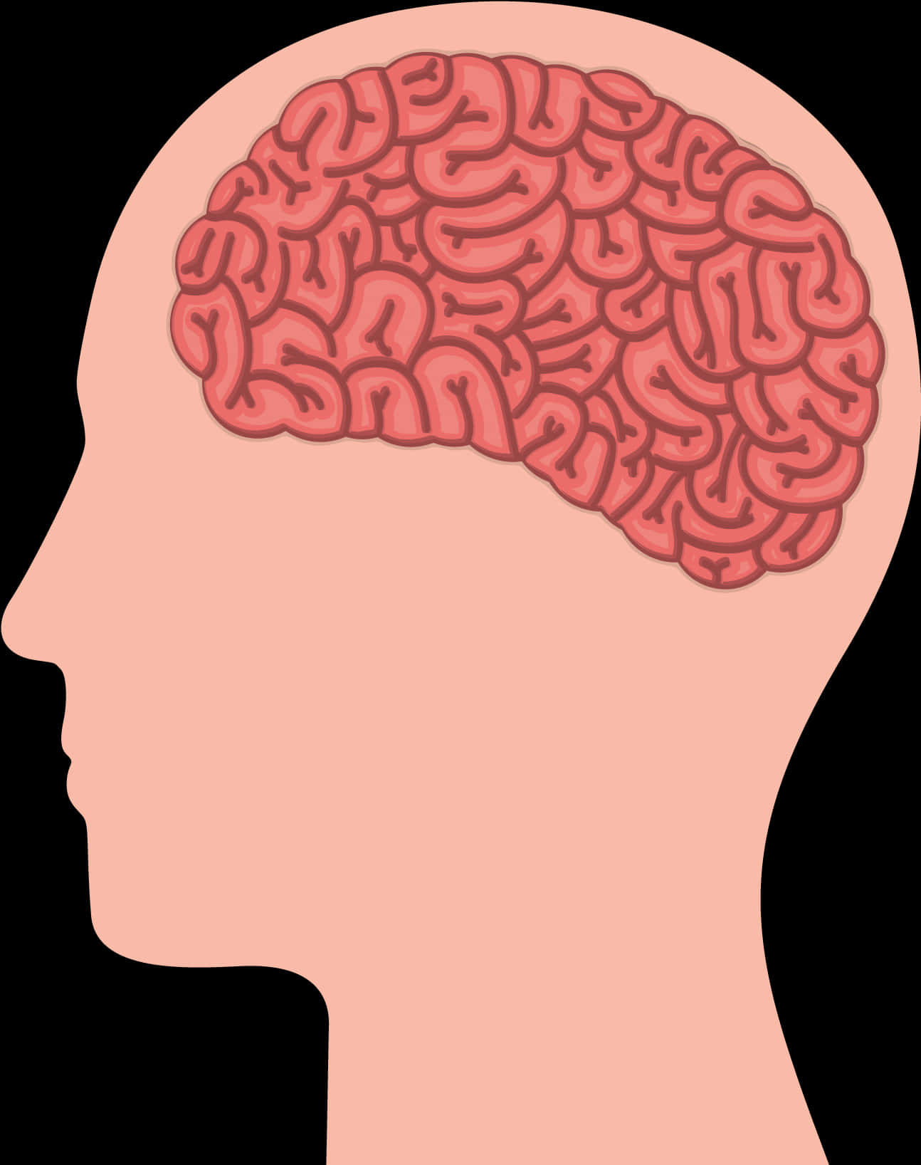 Human Brain Illustration PNG Image