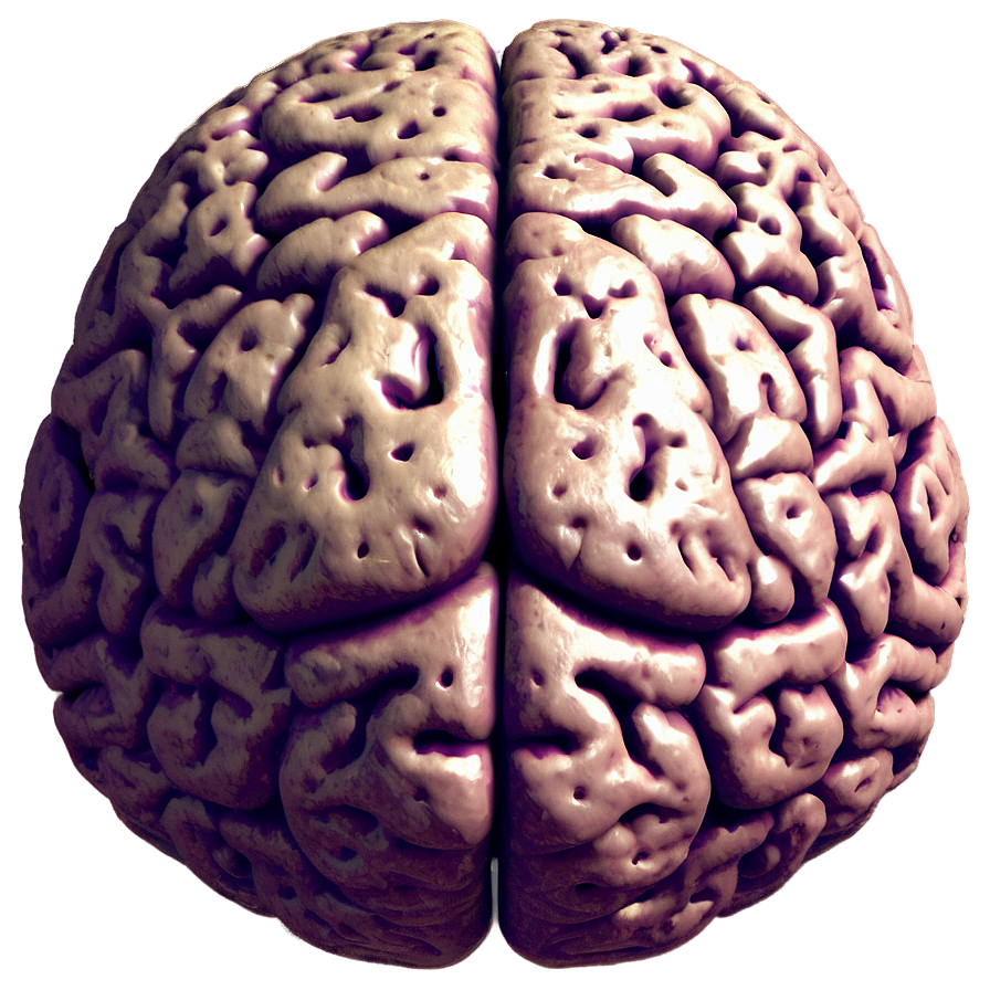 Human Brain Language Areas Png Ovy41 PNG Image