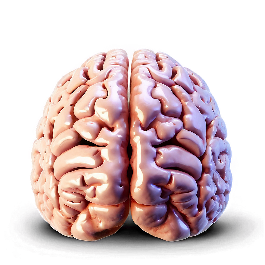 Human Brain Language Areas Png Pvp PNG Image