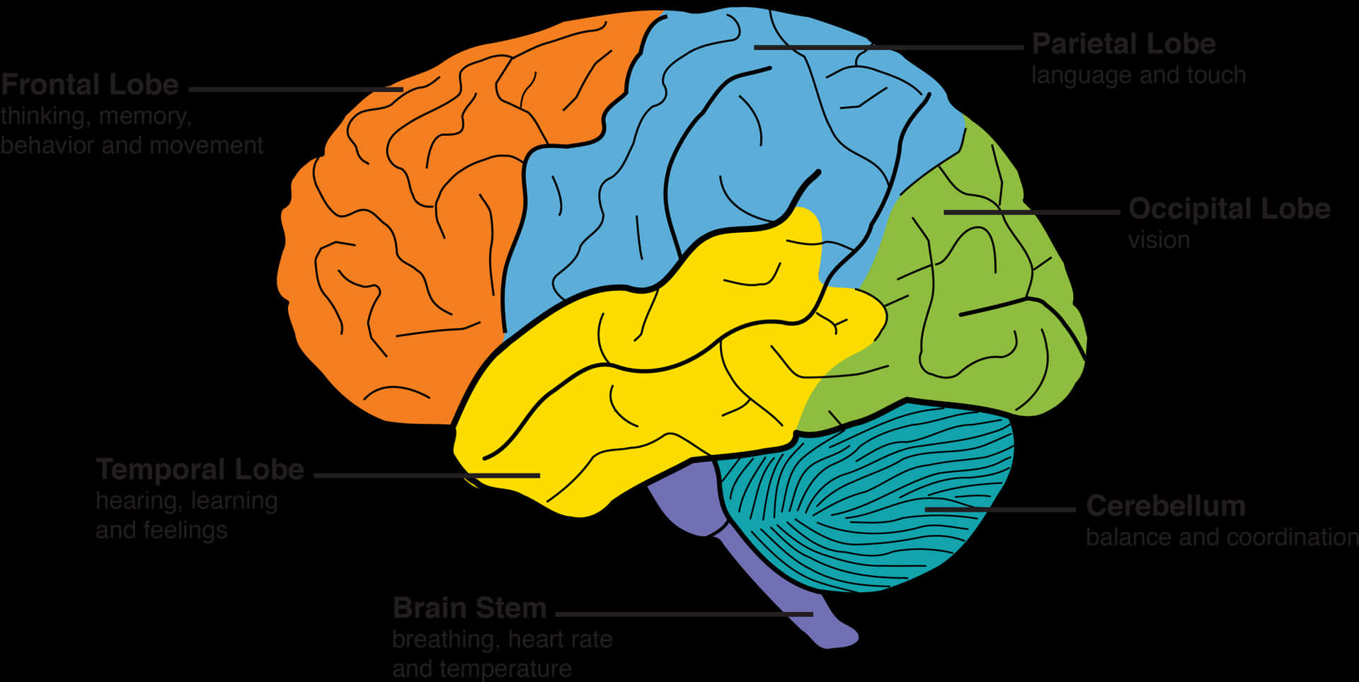 Human Brain Lobes Functions Illustration PNG Image