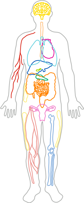 Human_ Circulatory_and_ Respiratory_ Systems_ Sketch PNG Image