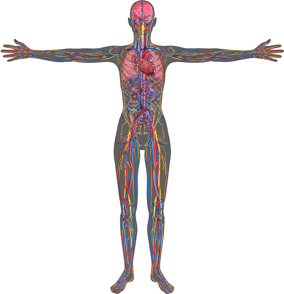 Human Circulatory System Illustration PNG Image