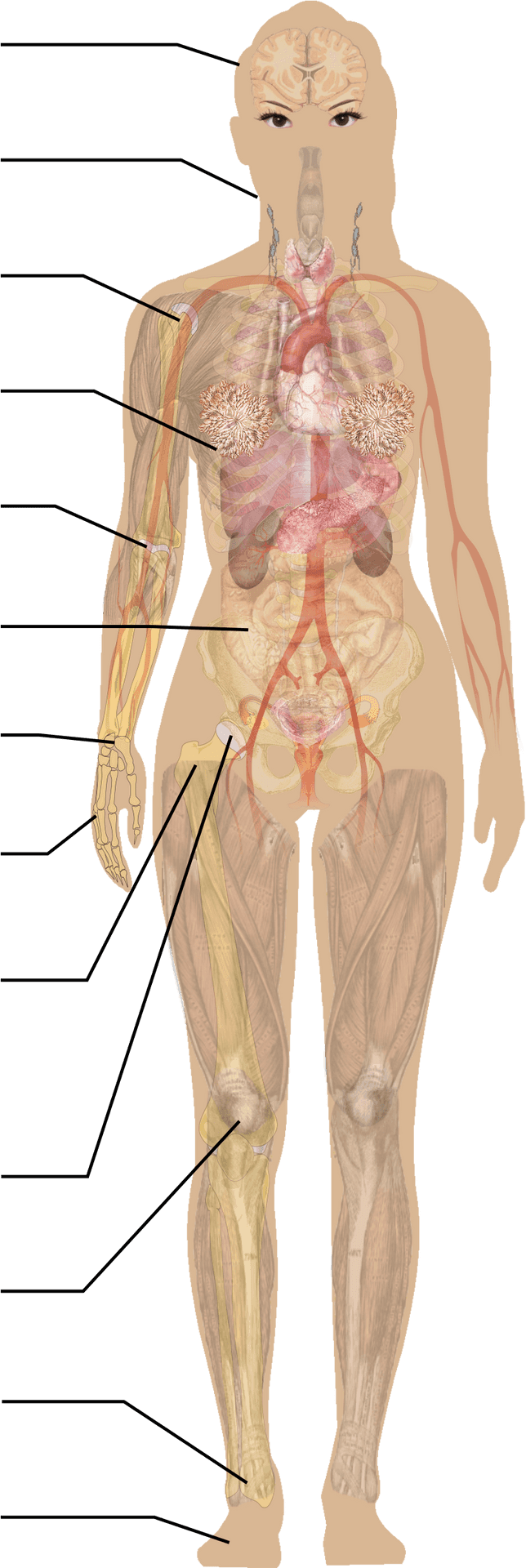 Human_ Circulatory_ System_ Illustration PNG Image