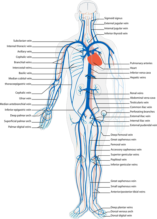 Human Circulatory System Veinsand Arteries PNG Image