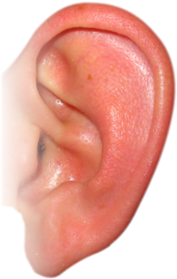 Human Ear Close Up.jpg PNG Image