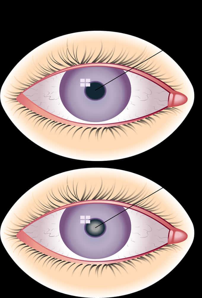 Human Eye Anatomy Illustration PNG Image