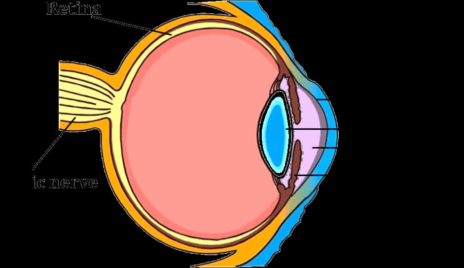 Human Eye Anatomy Illustration PNG Image