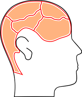 Human Head Profilewith Brain Outline PNG Image