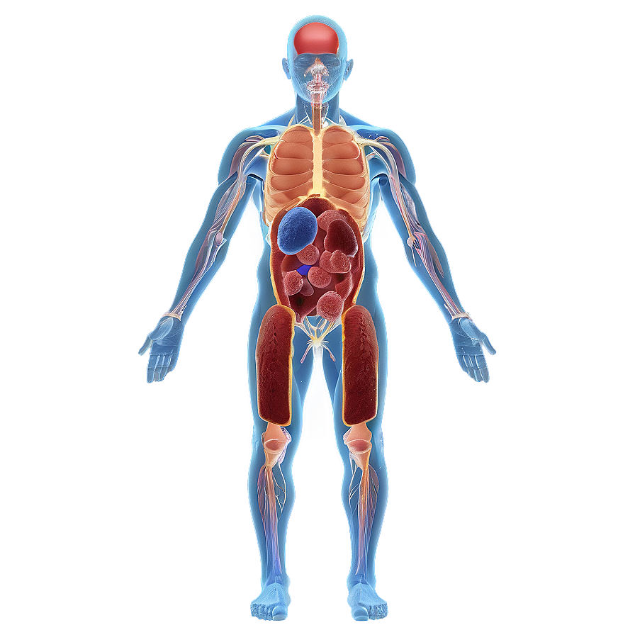 Human Immune System Png Mdl PNG Image