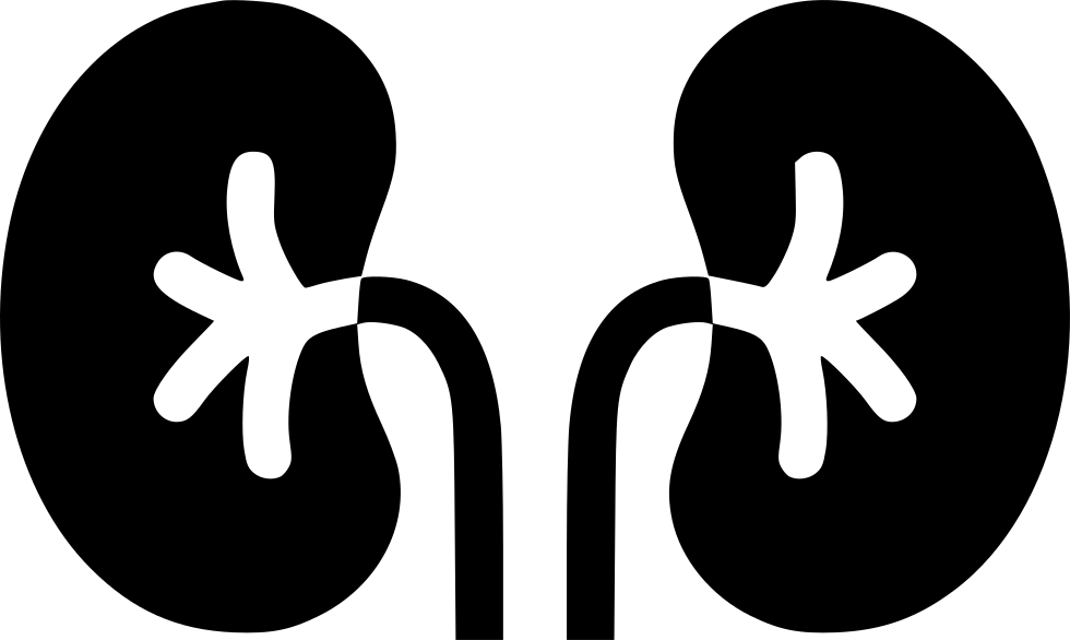 Human Kidney Anatomy Illustration PNG Image