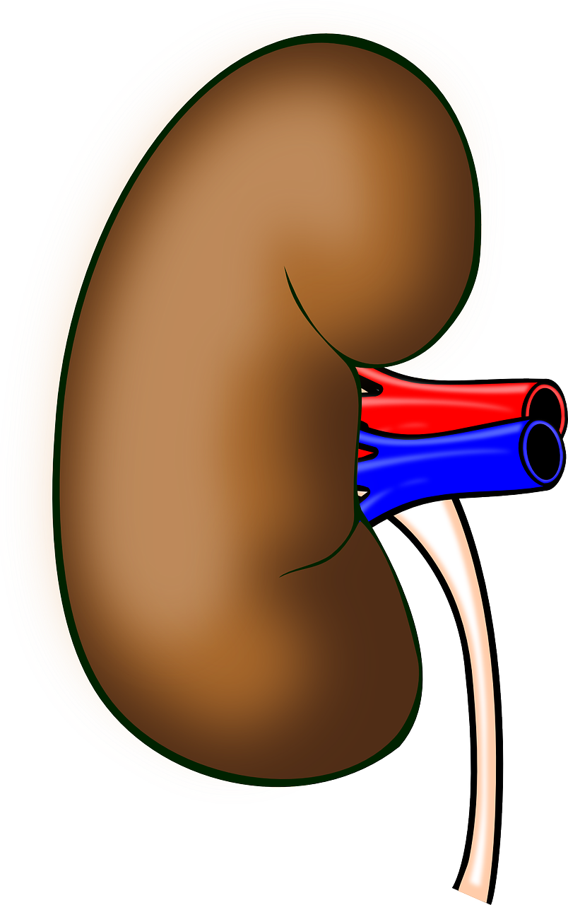 Human Kidney Anatomy Illustration PNG Image