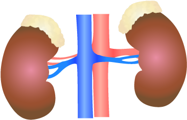 Human Kidney Anatomy Illustration PNG Image