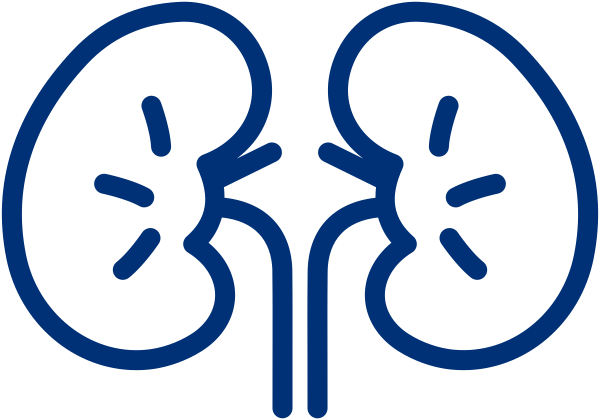 Human Kidney Diagram PNG Image