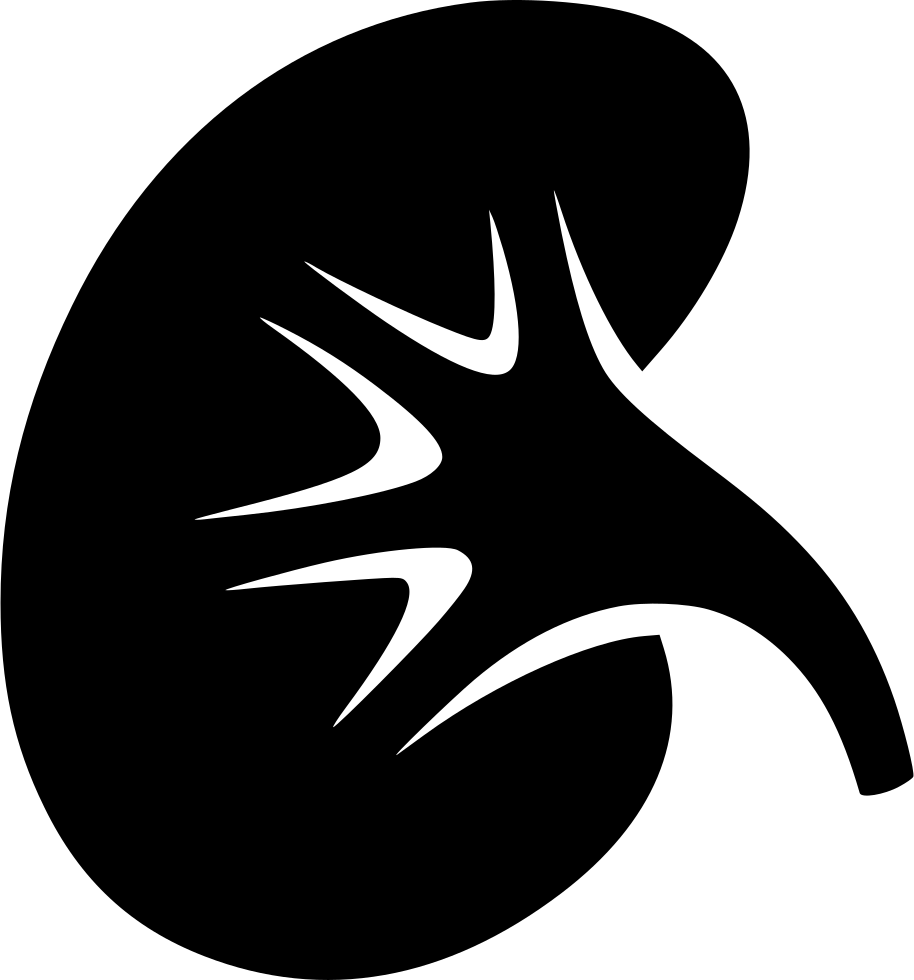 Human Kidney Icon Silhouette PNG Image