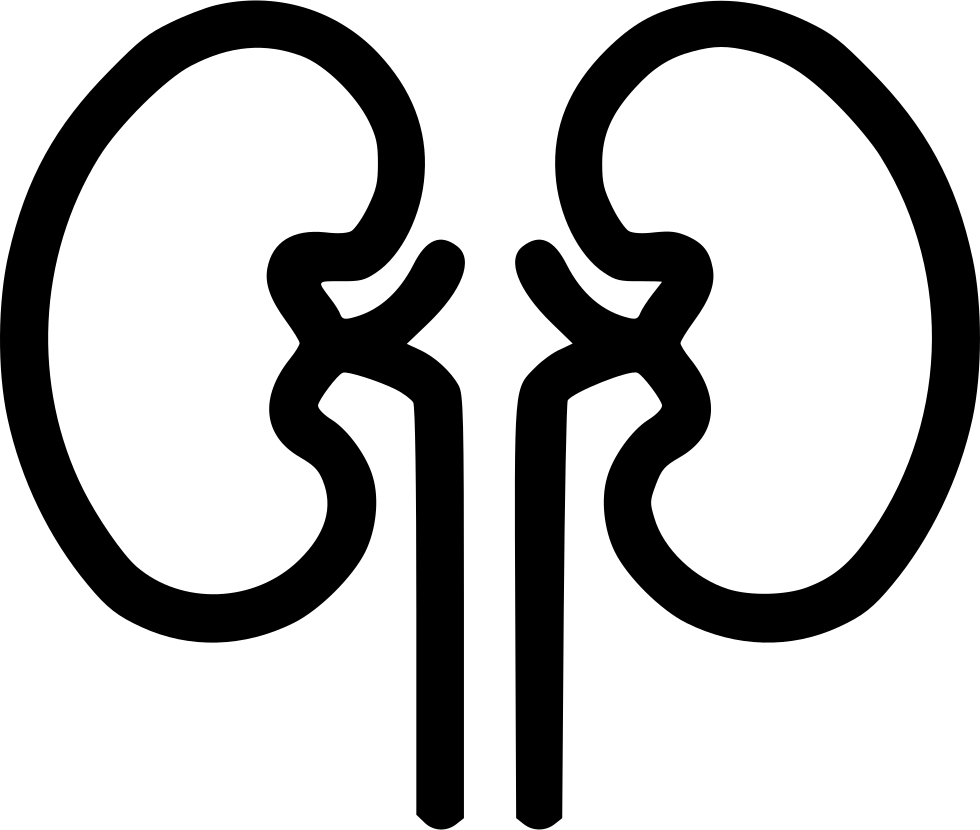 Human Kidney Outline Graphic PNG Image