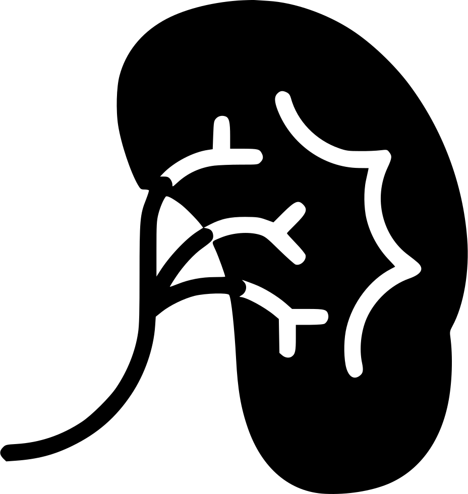 Human Kidney Outline Graphic PNG Image