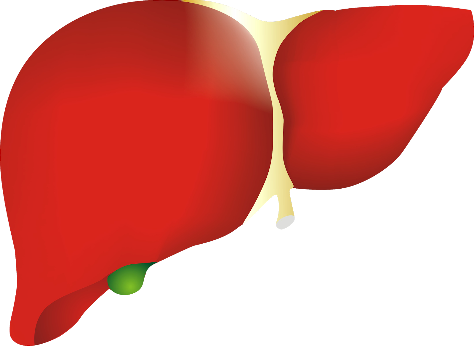 Human Liver Illustration.png PNG Image