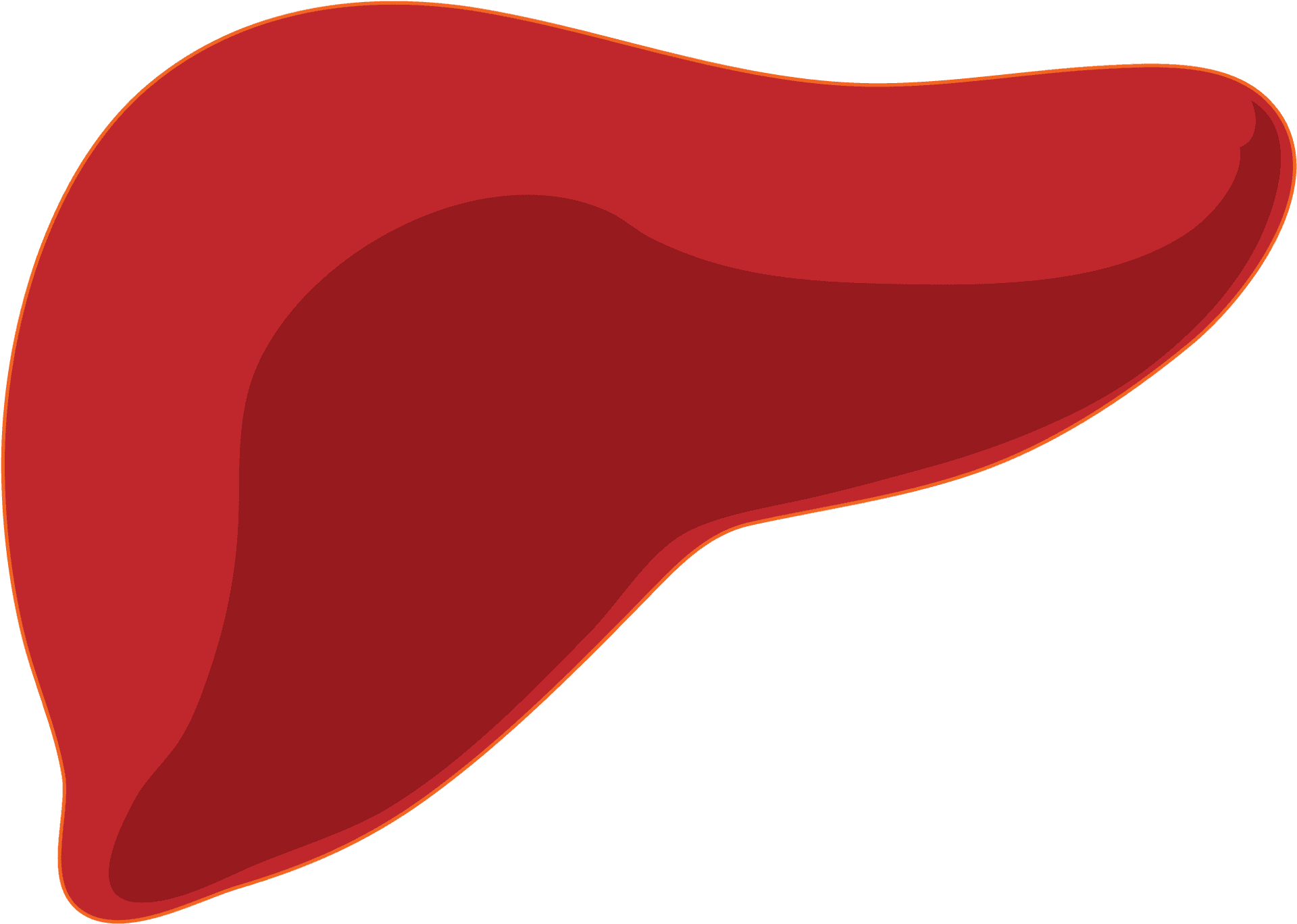 Human Liver Illustration.png PNG Image