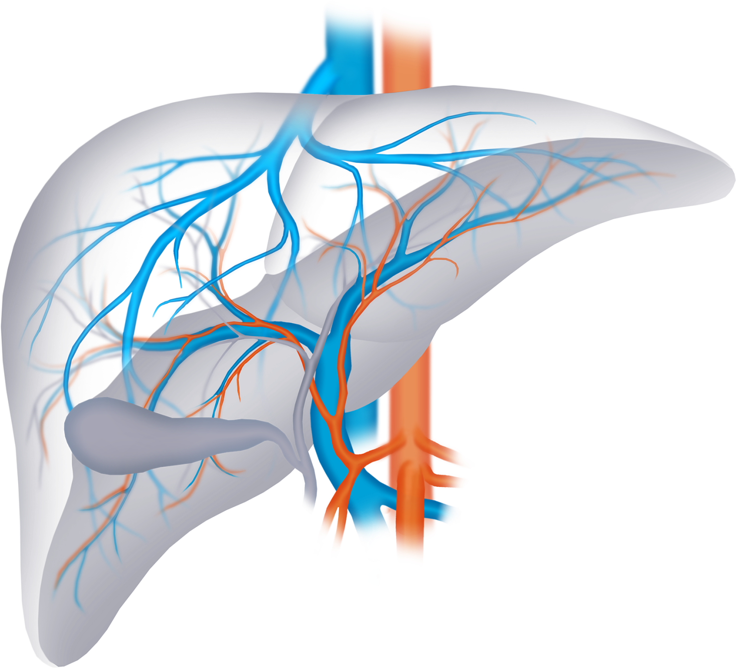 Human Liver Vascular Network PNG Image