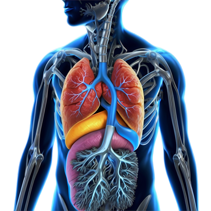 Human Lung Diagram Png 69 PNG Image