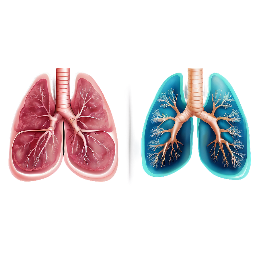 Human Lung Illustration Png 67 PNG Image