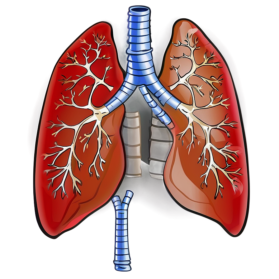 Human Lung Illustration Png 71 PNG Image