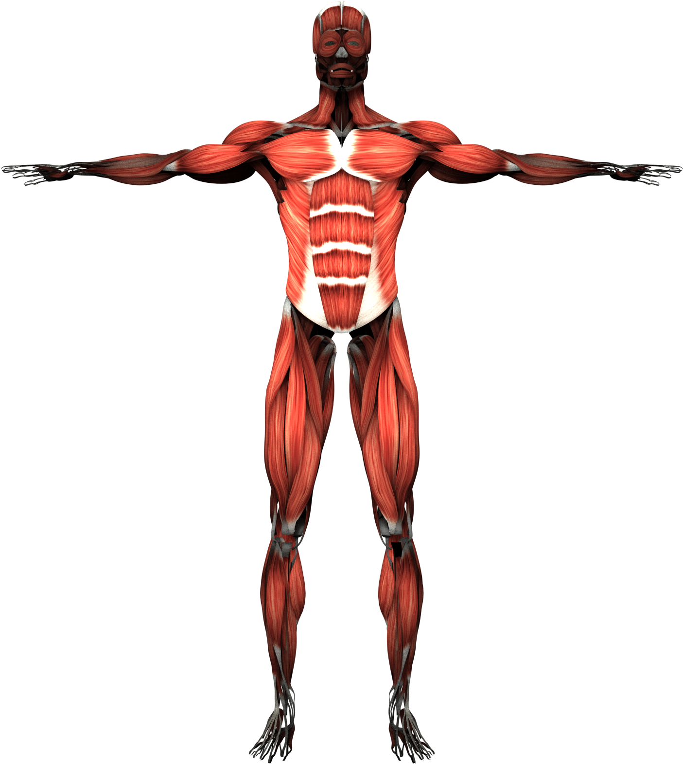 Human Muscular System Front View PNG Image