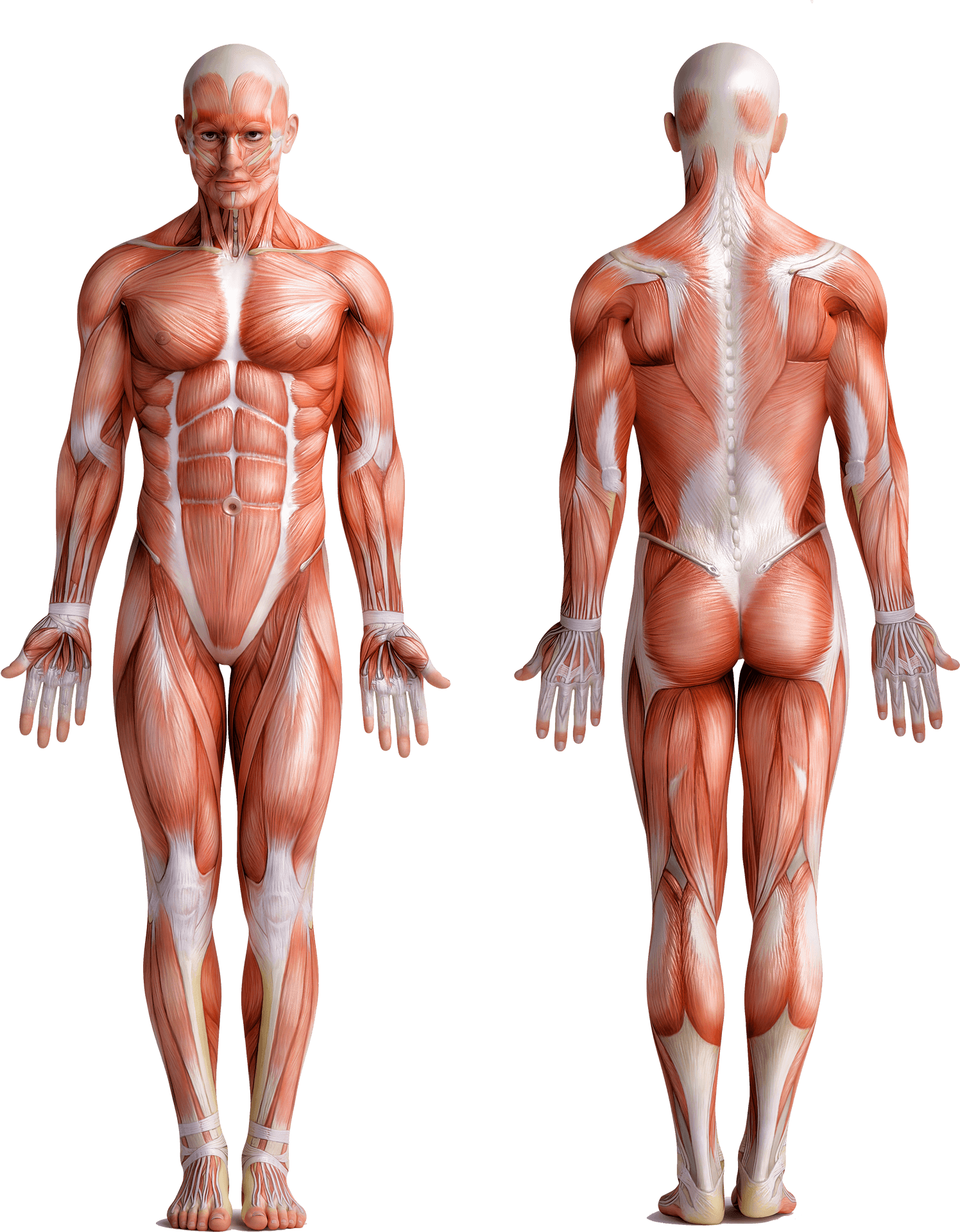 Human Muscular System Frontand Back View PNG Image