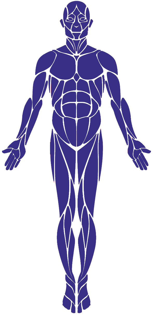 Human Muscular System Outline PNG Image